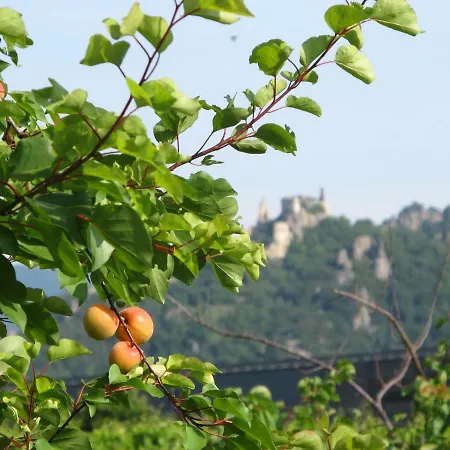 Vineyard Apartment